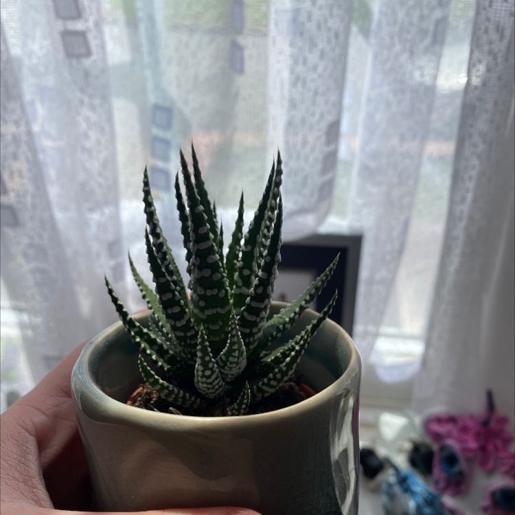 Zebra Plant plant photo by @katejane named Harper on Greg, the plant care app.