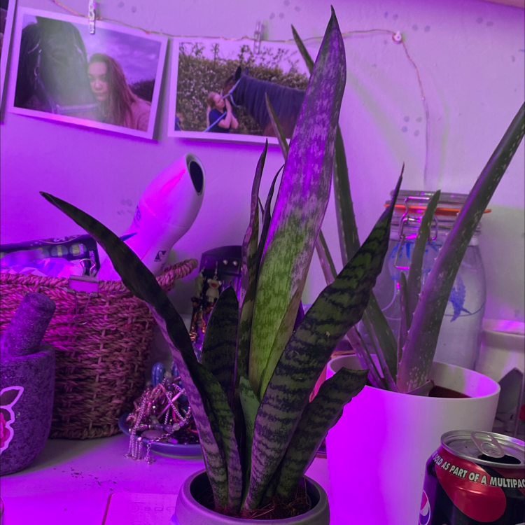 Photo of the plant species Black Coral Snake Plant by @katejane named Sherlock on Greg, the plant care app