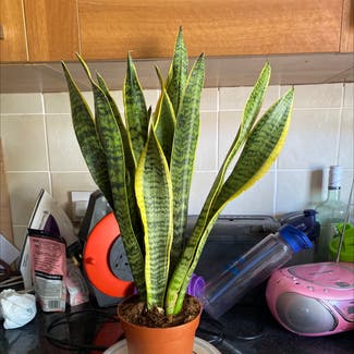 Snake Plant plant in Luton, England