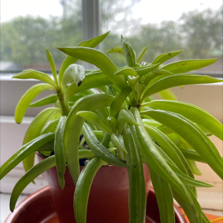 Pincushion Peperomia plant photo by @katejane named Pepper on Greg, the plant care app.
