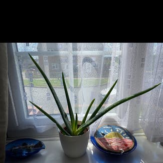 Aloe Vera plant in Luton, England