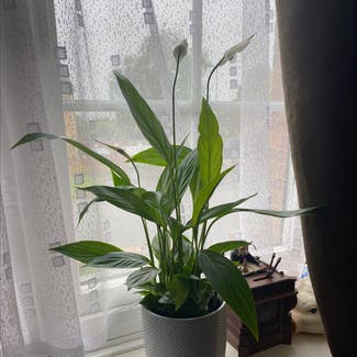 Peace Lily plant in Luton, England
