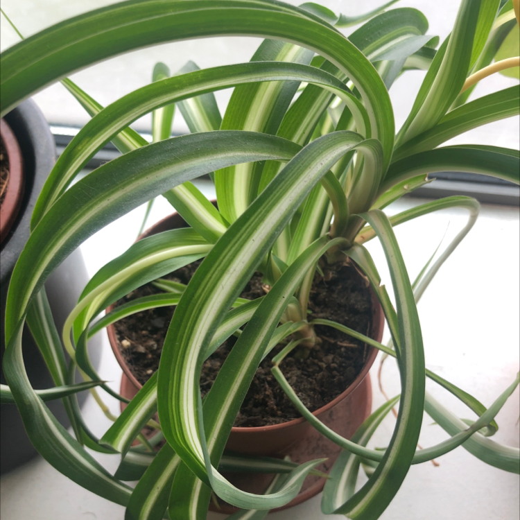 Spider Plant plant photo by @billy-nightingale named Shelob on Greg, the plant care app.