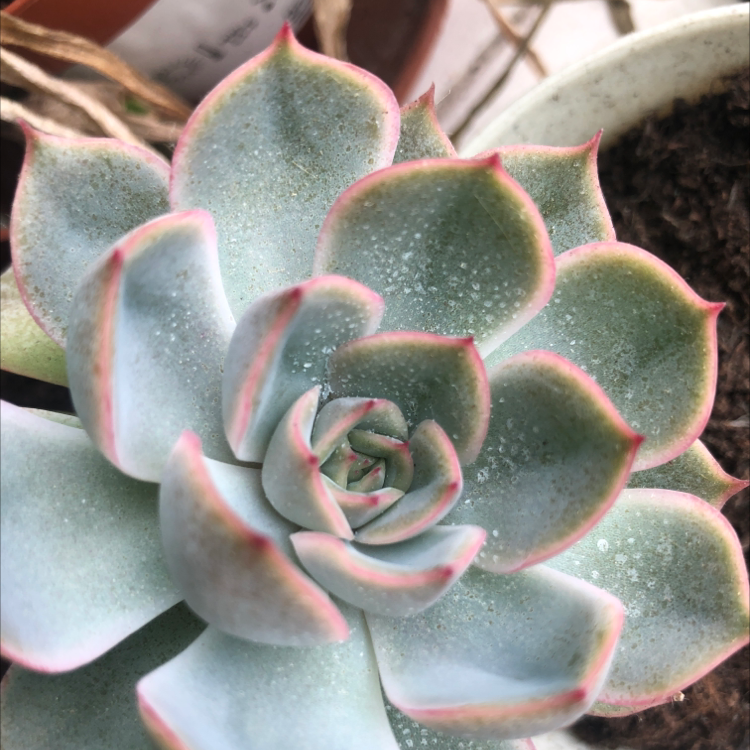 Close-up of a healthy Echeveria 'Morning Beauty' succulent with pink-edged leaves.