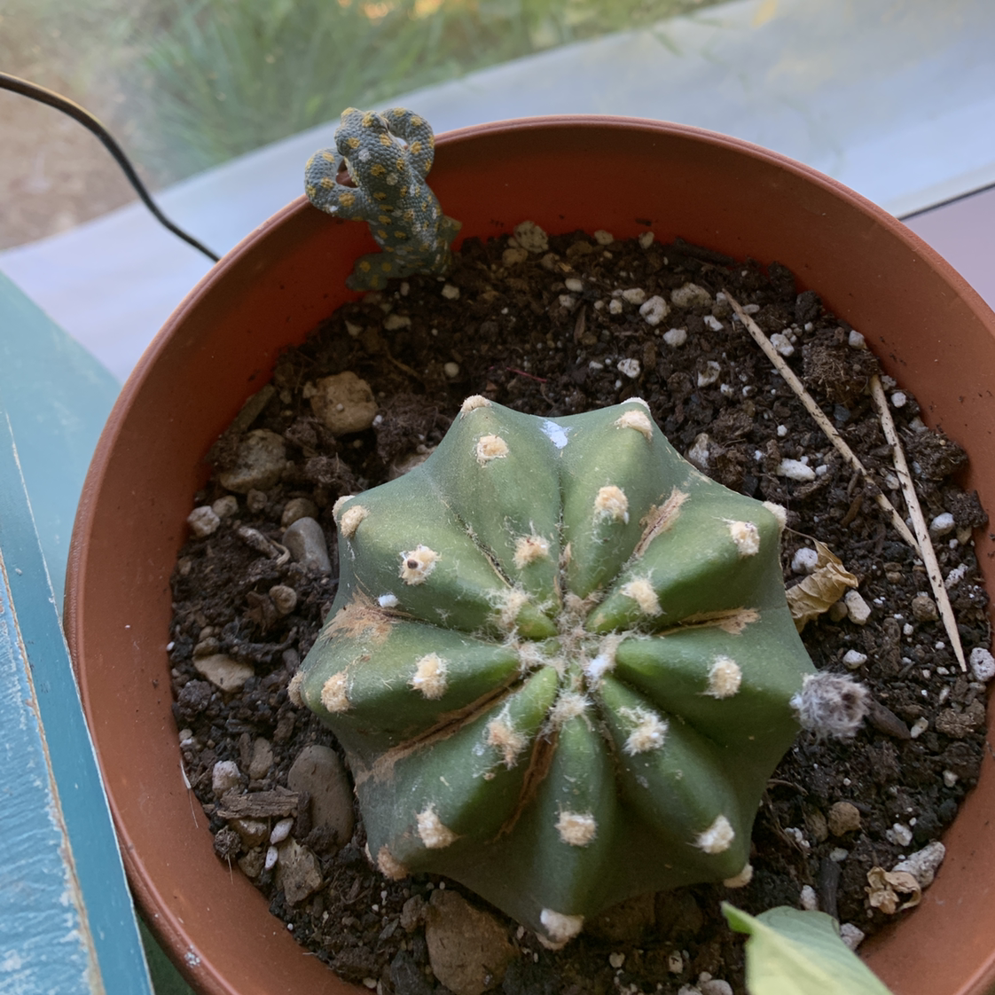 Domino Cactus in a pot with visible soil and some browning areas.