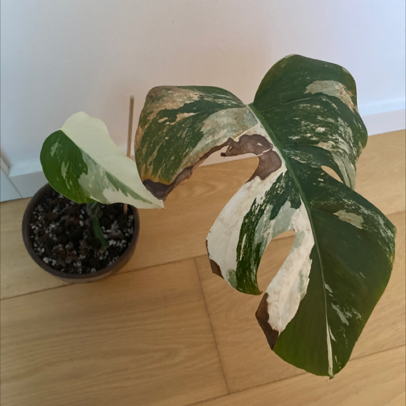 Variegated Monstera plant photo by @Chanel named Nicki Minaj on Greg, the plant care app.