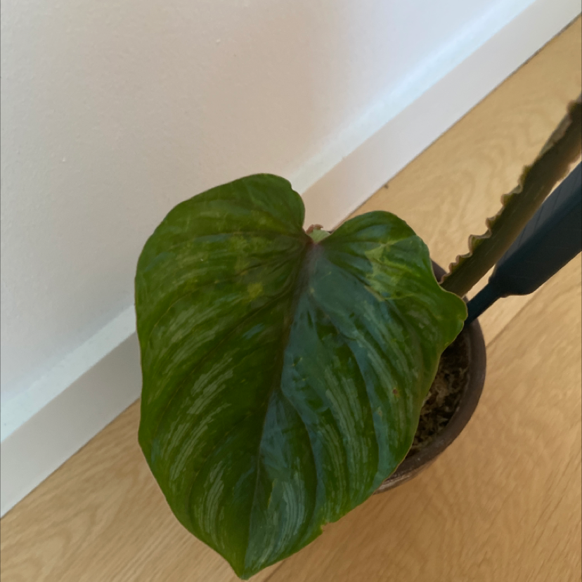 Philodendron plowmanii plant photo by @Chanel named Bella Hadid on Greg, the plant care app.