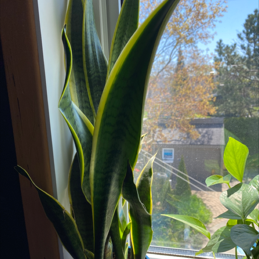 Snake Plant plant photo by Elsa-marie named William on Greg, the plant care app.