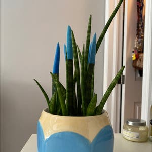 Cylindrical Snake Plant plant photo by @amywils named sebass on Greg, the plant care app.