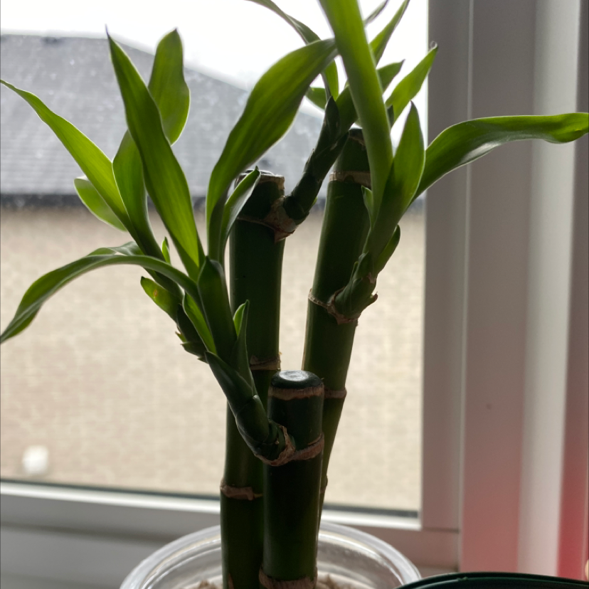 Lucky Bamboo plant photo by @amywils named roger on Greg, the plant care app.