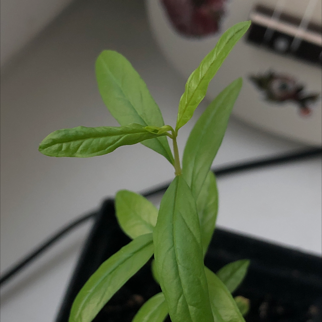 Healthy young pomegranate plant with green leaves.