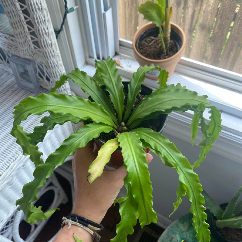 Healthy Bird's Nest Fern with lush green fronds held up in a hand, planted in a small terracotta pot with visible soil.