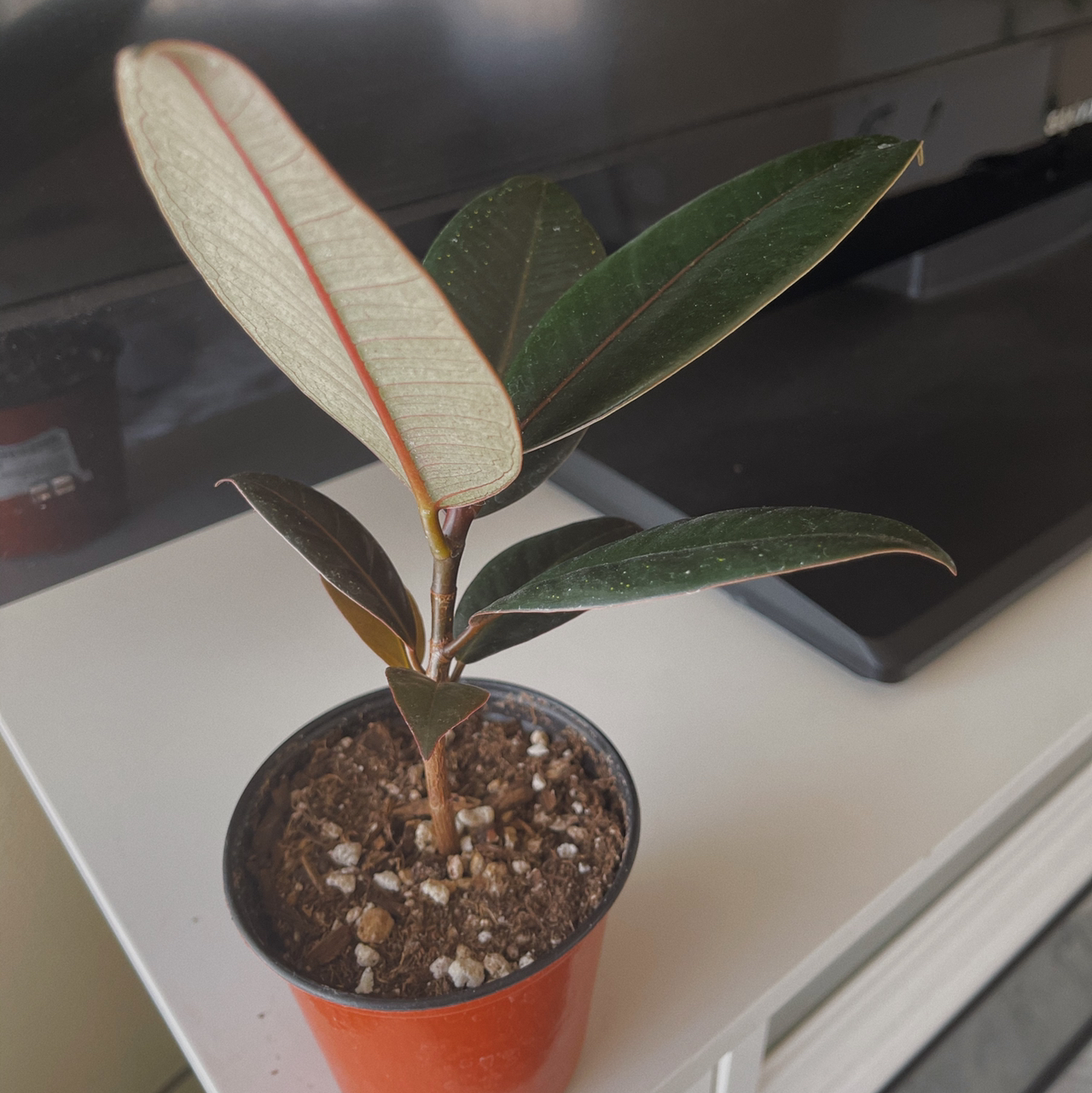 A healthy Burgundy Rubber Tree in a small pot with visible soil.