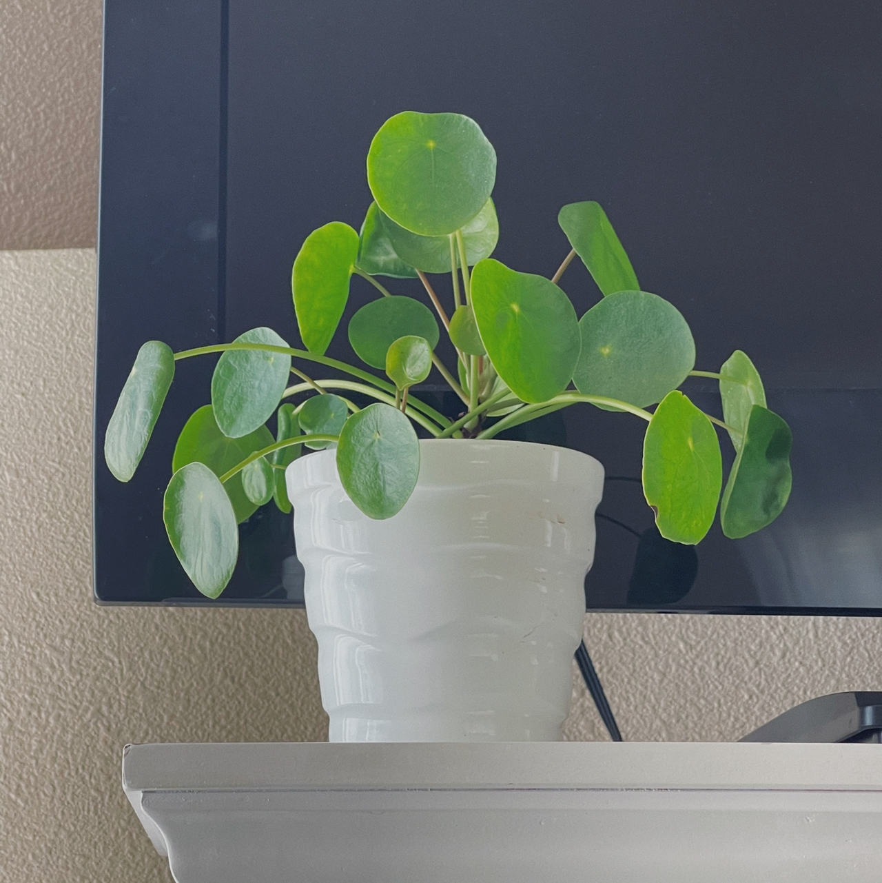 Chinese Money Plant plant photo by @danielav12 named Magley on Greg, the plant care app.