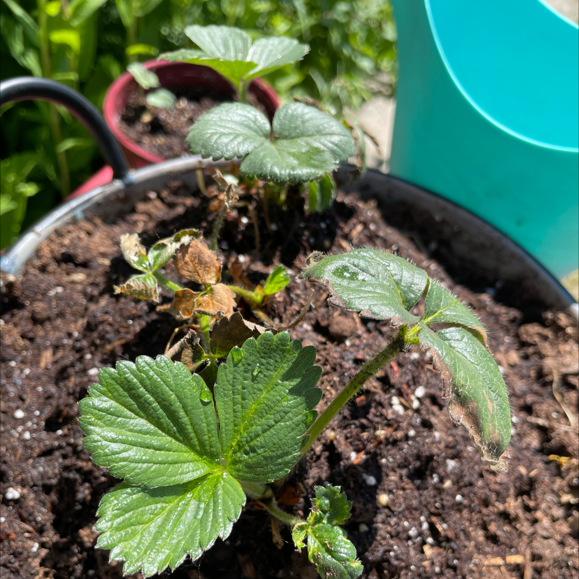California Strawberry plant photo by @emlandd named Tolkein on Greg, the plant care app.