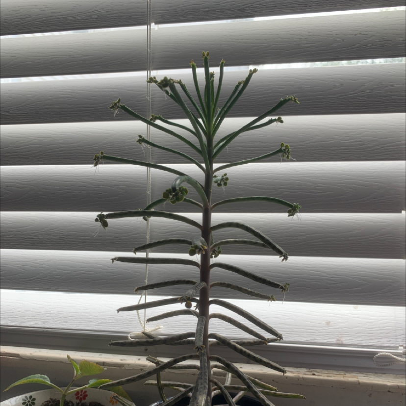 Healthy Mother of Millions plant with tall stalks, green leaves, and tiny plantlets at the branch tips, in front of a window.