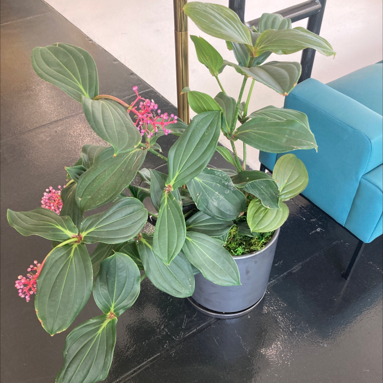 Showy Medinilla plant with large green leaves and pink flowers in a pot.