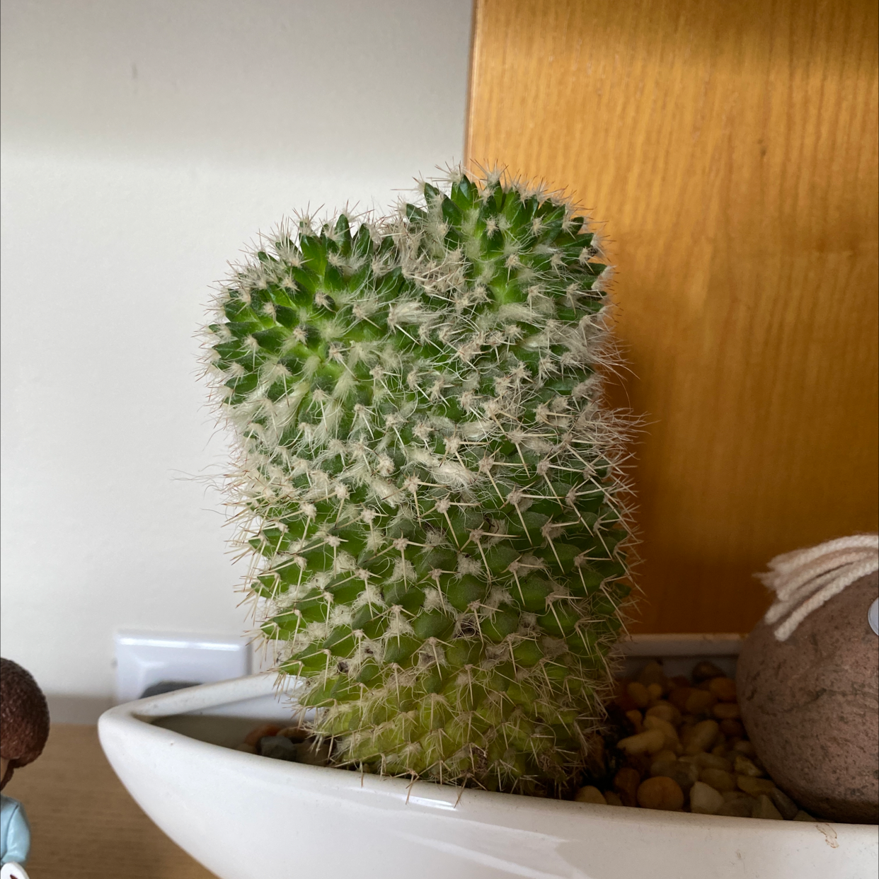 Silver Torch Cactus in a white pot, appears healthy and well-framed.