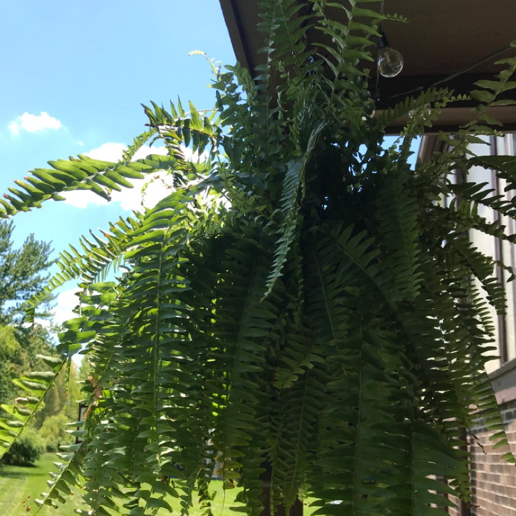 Boston Fern plant photo by @brittsgarden named Fiona on Greg, the plant care app.