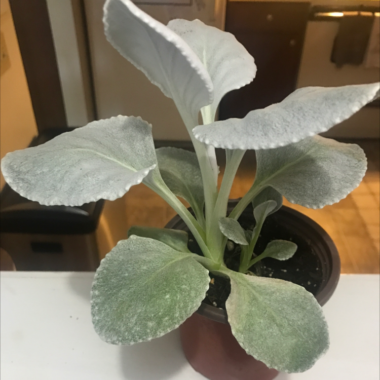 Flower Dust Plant plant photo by @brittsgarden named Angel on Greg, the plant care app.
