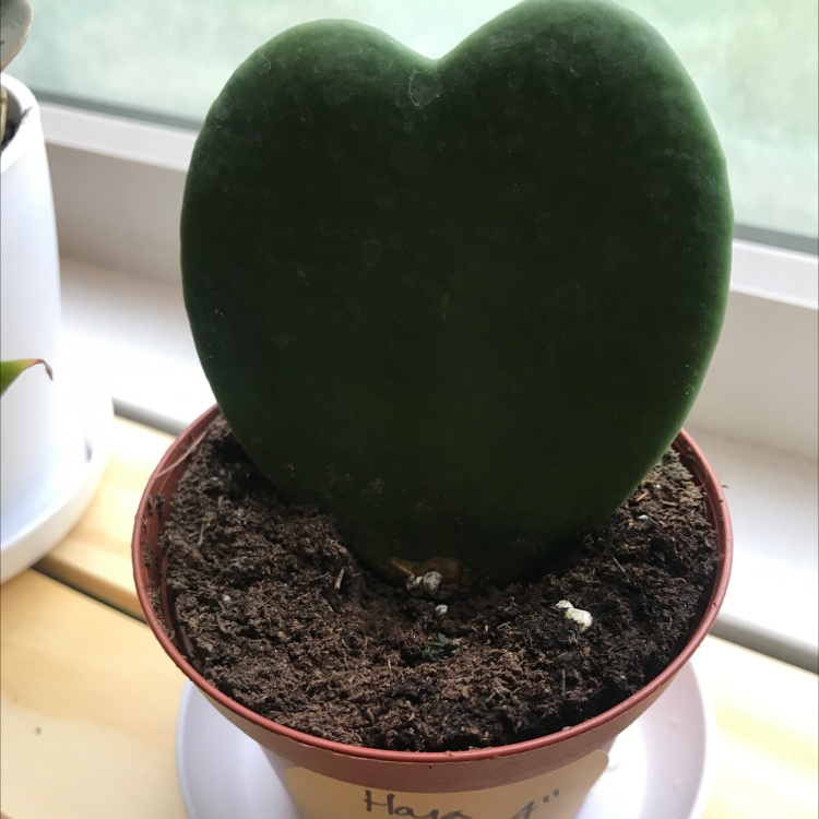 Sweetheart Hoya plant photo by @brittsgarden named Hallie on Greg, the plant care app.