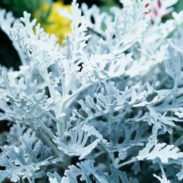 Close-up of a healthy Silver Ragwort plant with silvery-white, deeply lobed leaves.