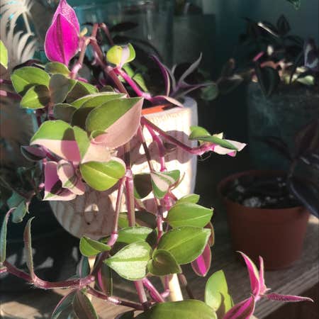 Photo of the plant species Rainbow Tradescantia by Rosie named Ilaria on Greg, the plant care app