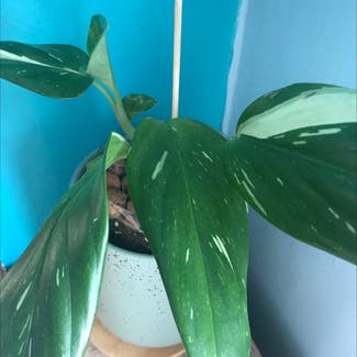 Variegated Monstera standleyana plant in Somewhere on Earth