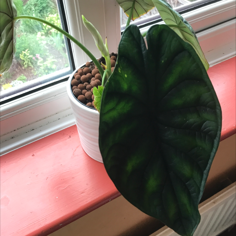Photo of the plant species Alocasia 'Dragon Scale' by Rosie named Tolkien on Greg, the plant care app