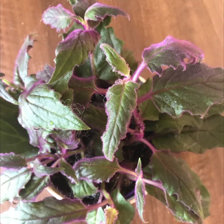 Photo of the plant species Purple Velvet Plant by Rosie named Merope on Greg, the plant care app