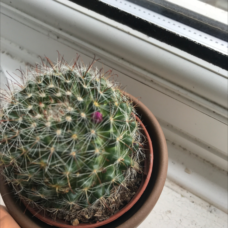 Photo of the plant species Strawberry cactus by Rosie named Galadriel on Greg, the plant care app