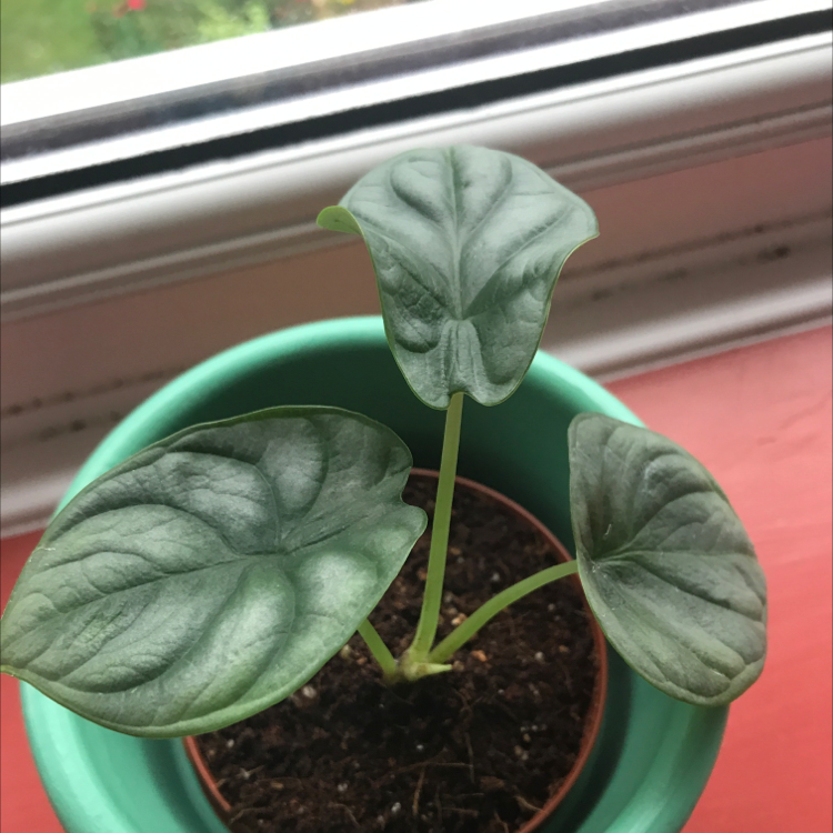 Photo of the plant species Alocasia Silver Dragon by Rosie named Gandalf on Greg, the plant care app