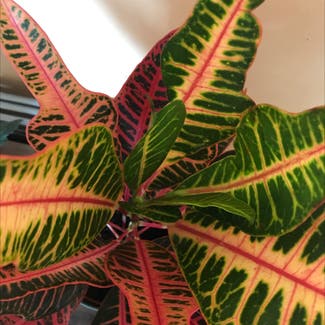 Croton Nervia plant in Somewhere on Earth