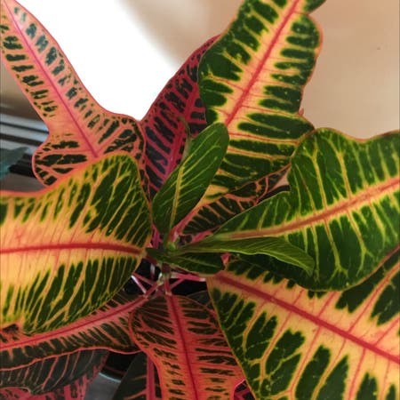 Photo of the plant species Croton Nervia by Rosie named Pheonix on Greg, the plant care app