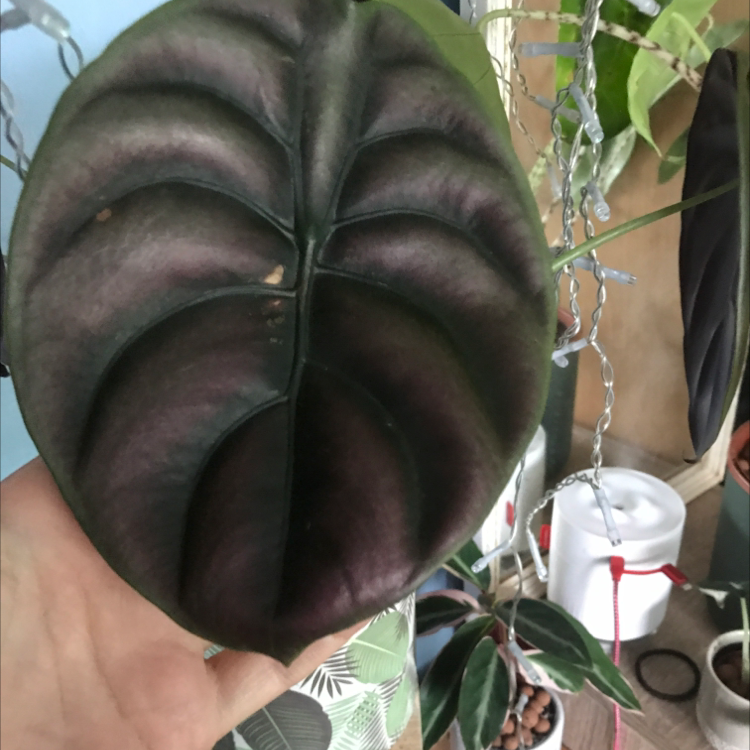 Photo of the plant species Alocasia ‘Red Secret’ by Rosie named Ruby on Greg, the plant care app