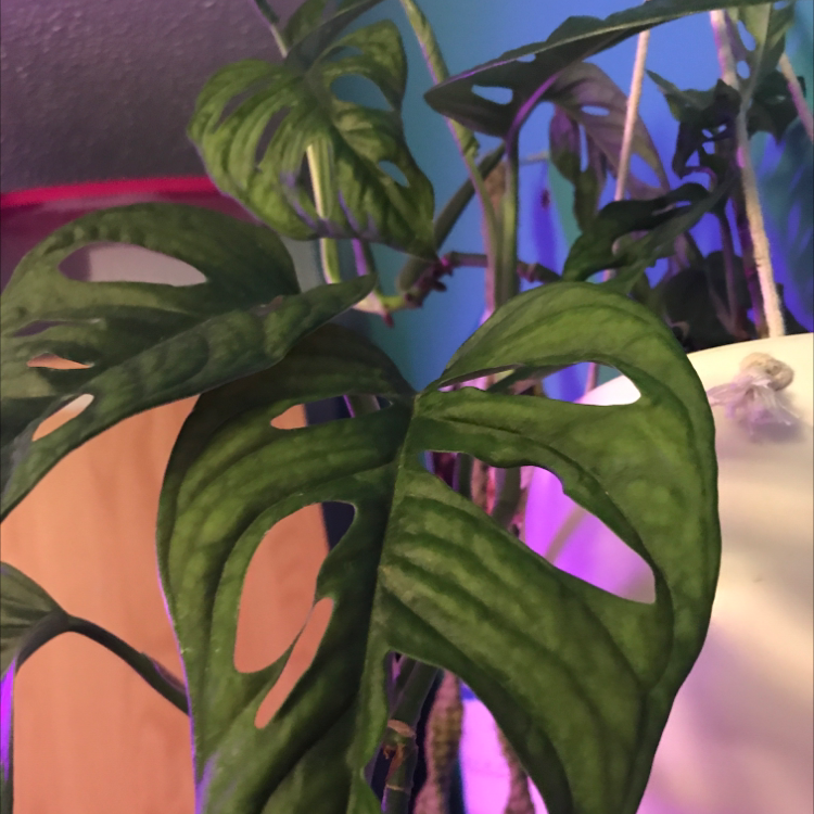 Swiss Cheese Vine plant photo by Rosie named Molly on Greg, the plant care app.