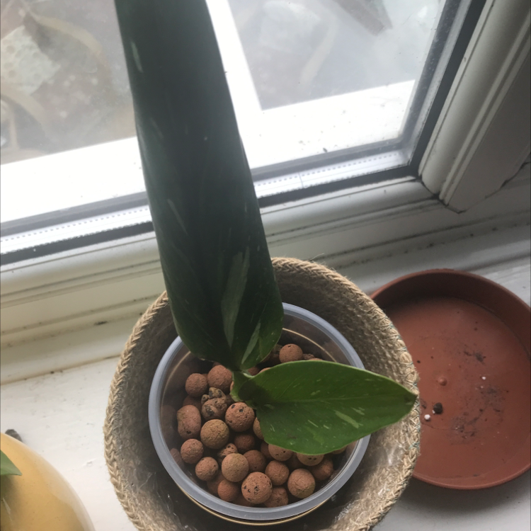 Photo of the plant species Monstera Cobra by Rosie named Stan on Greg, the plant care app