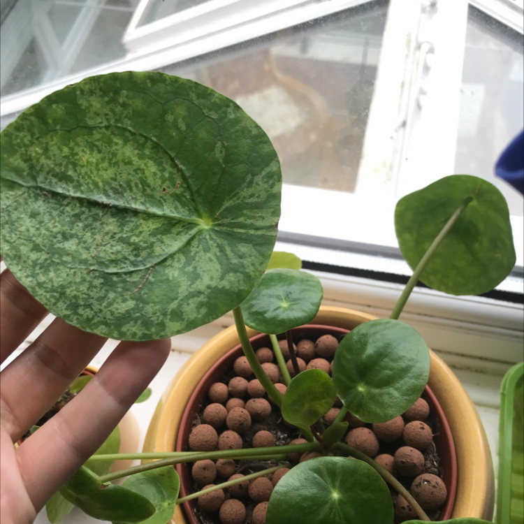 Photo of the plant species Pilea Mojito by Rosie named Minty on Greg, the plant care app