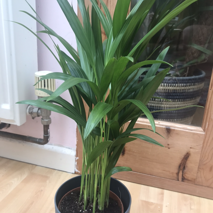 Photo of the plant species Areca Palm by Rosie named Legolas on Greg, the plant care app