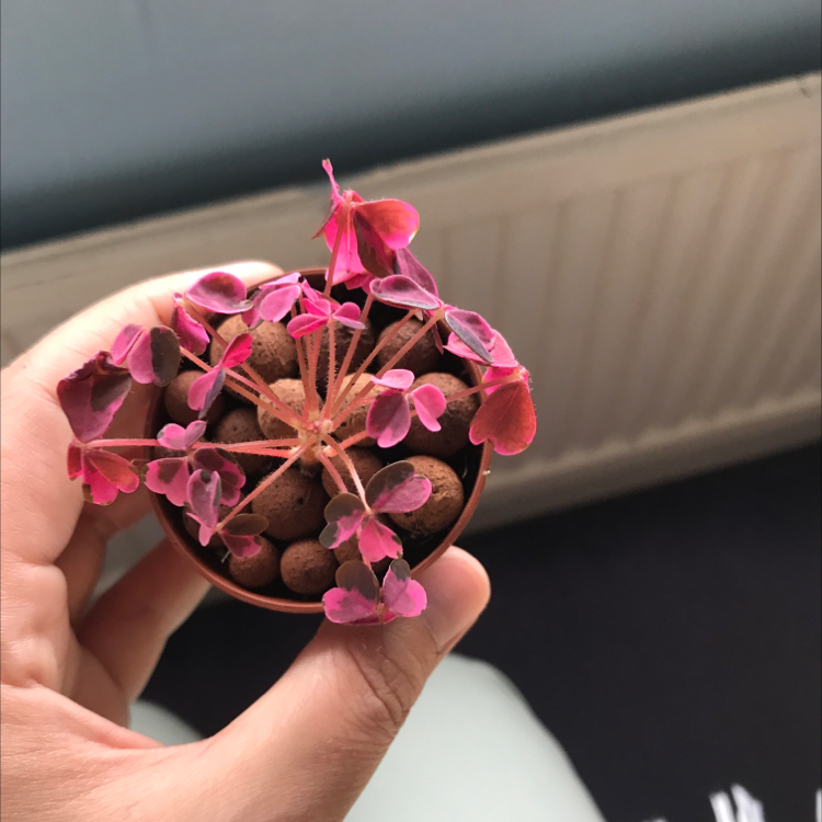 Photo of the plant species Oxalis 'Plum Crazy' by Rosie named Helena on Greg, the plant care app