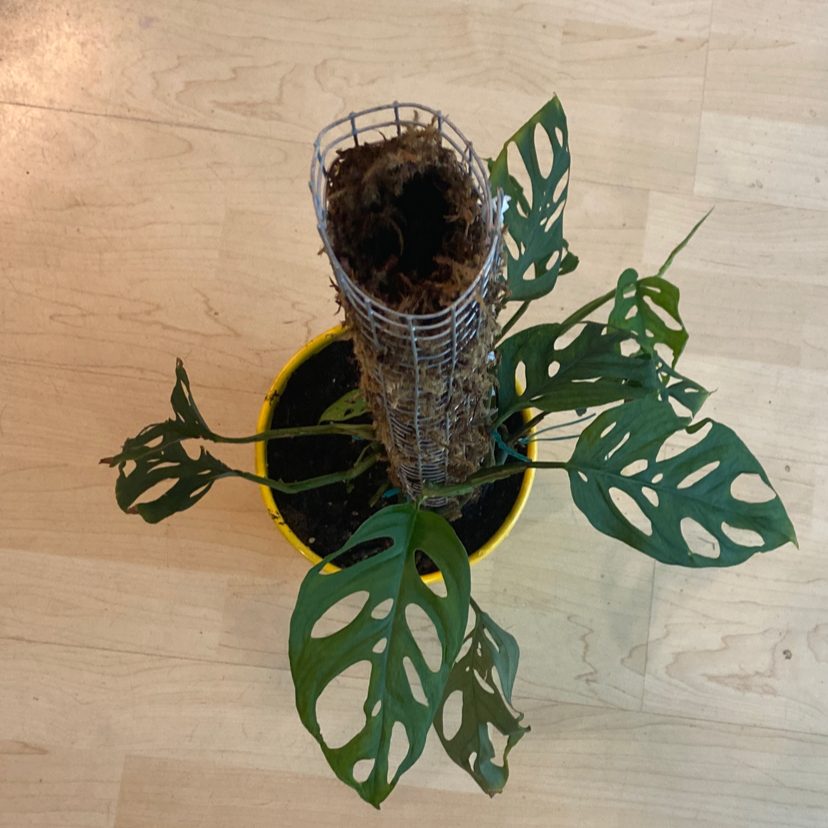 Window Leaf plant photo by @Cheryllebarr named Lebron on Greg, the plant care app.