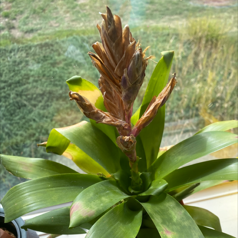 Flaming Sword plant with browning flower spike and green leaves.