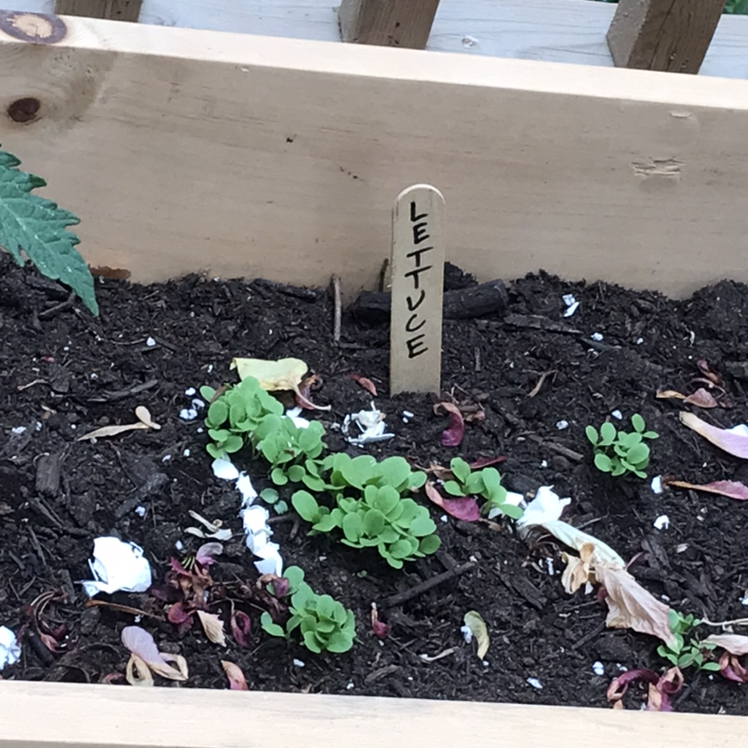 Young, healthy garden lettuce seedling growing in dark, rich soil in a raised bed, with a wooden plant marker next to it.