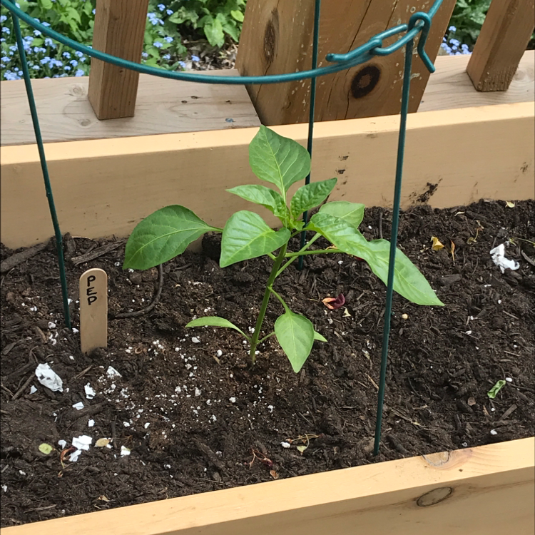 Pepper Plant plant photo by Babette  named Remington on Greg, the plant care app.