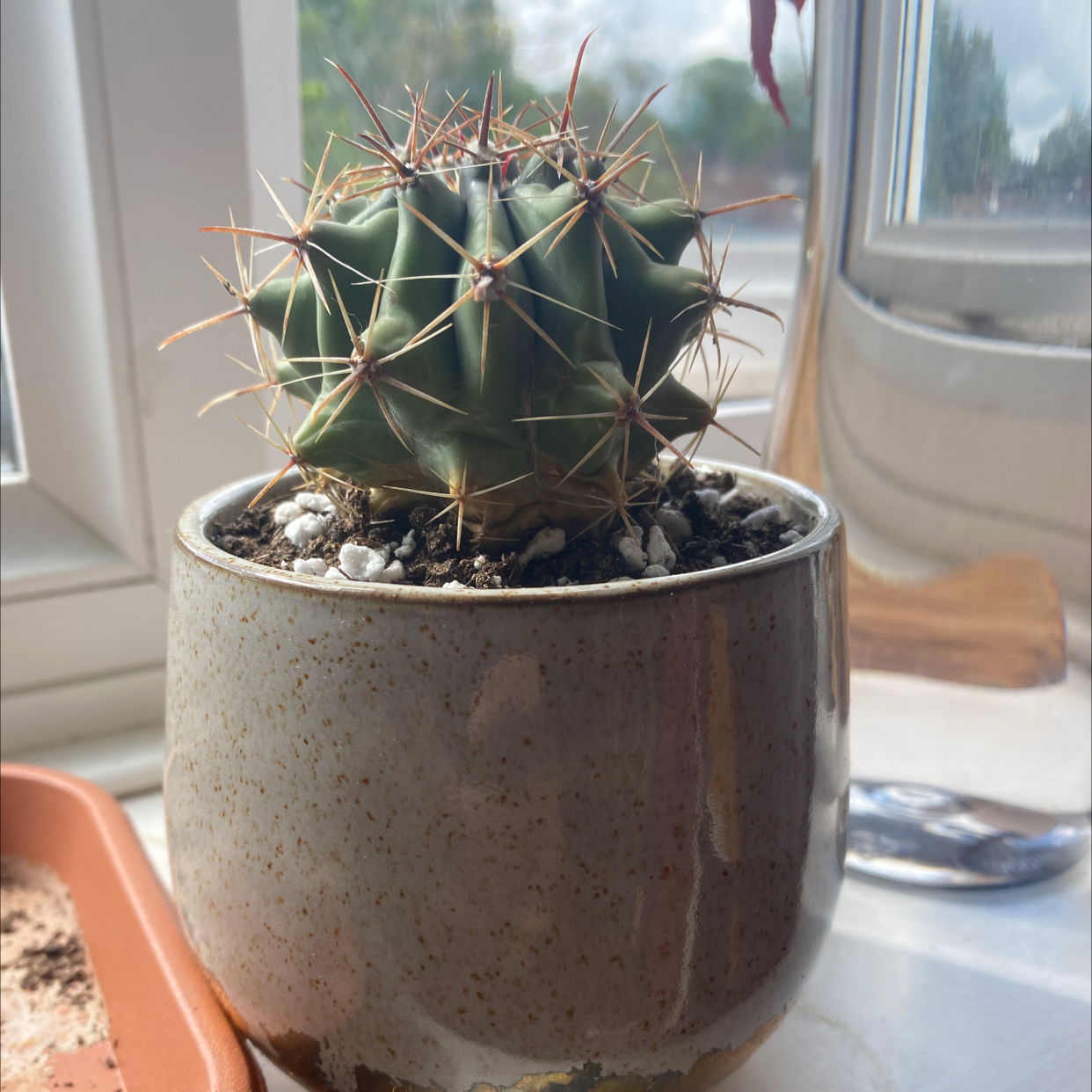 Sonora Barrel cactus in a ceramic pot on a windowsill, appears healthy.