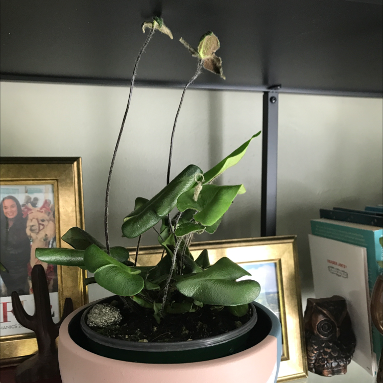 Photo of the plant species Heart Fern by @Plantedbydeanna named Denali on Greg, the plant care app