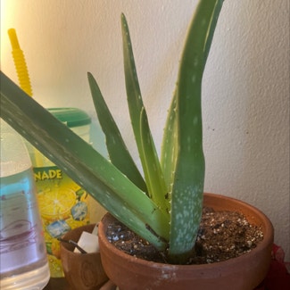Aloe Vera plant in Santa Ana, California