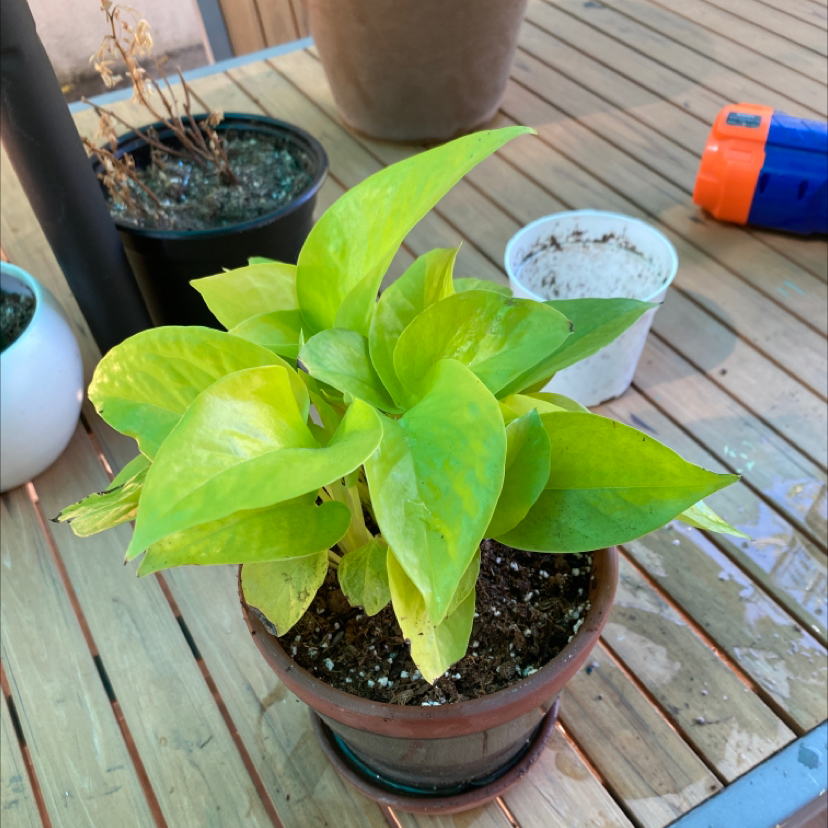 Neon Pothos plant photo by @mvlasco0548 named Mina on Greg, the plant care app.