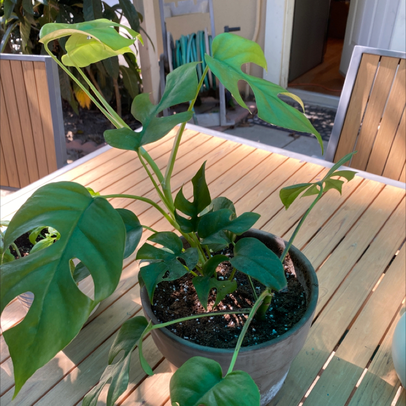 Mini Monstera plant photo by @mvlasco0548 named Erwin and Levi on Greg, the plant care app.