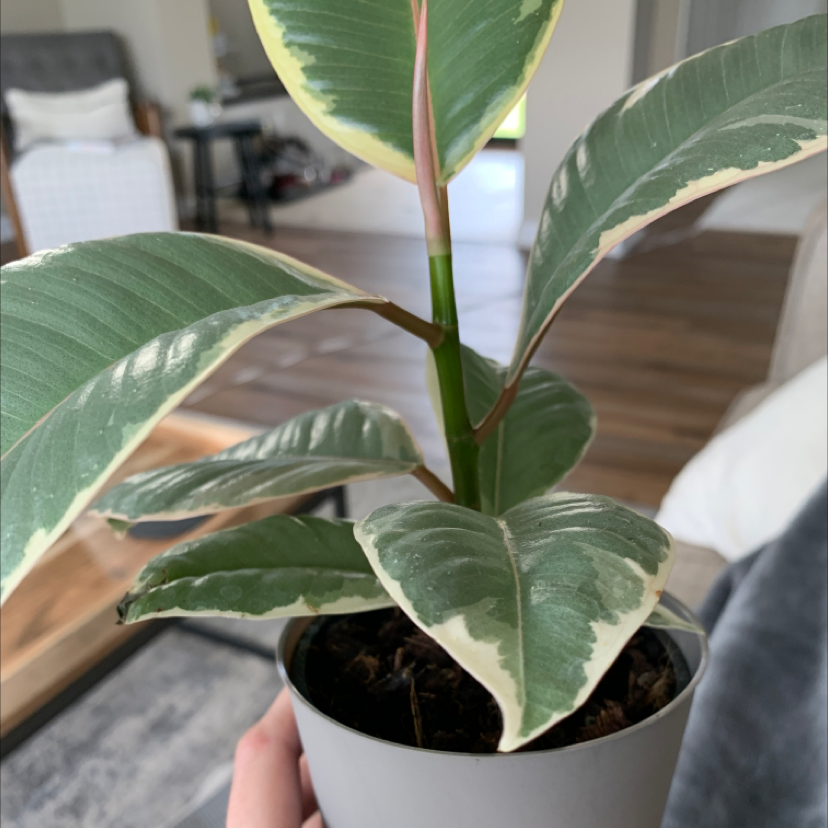 Rubber Plant plant photo by @Plantednotburied named Tilly on Greg, the plant care app.